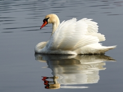 Swan_1-2
