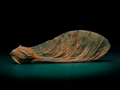 Acer-Seed