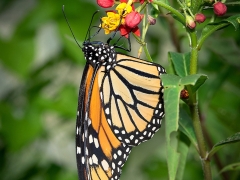 Butterfly_1