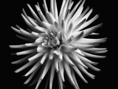 Dahlia-1