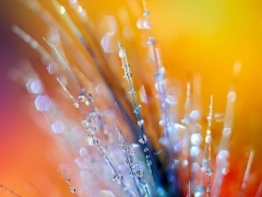 Droplets_4-1294x1536-1