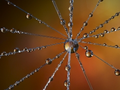 Droplets_7