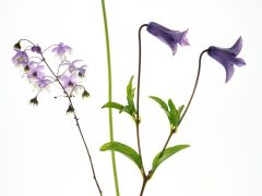 Flora-Danica_1-scaled