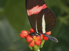 Heliconius_1