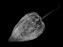Physalis-1
