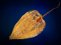 Physalis