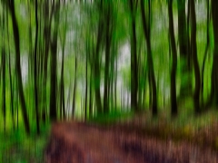 Spring-Forrest_1