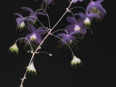Thalictrum-delavayi_1