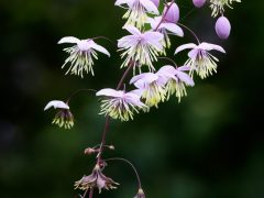 Thalictrum-delavayi_2-scaled