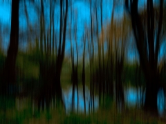 Night-Forrest