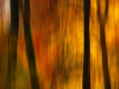 Wood_2_1