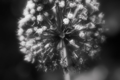 Macro