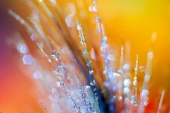 Droplets_4