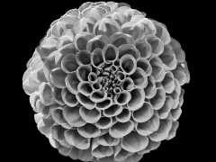 Dahlia_2-scaled