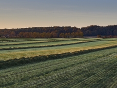Field_1